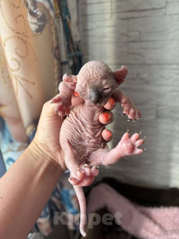 Кошки в Санкт-Петербурге: Эльф Мальчик, Бесплатно - фото 4