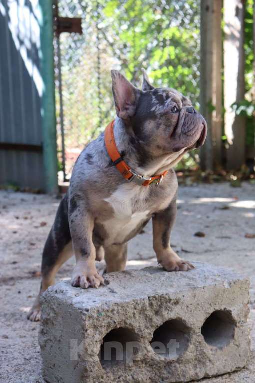 Собаки в Краснодаре: Очаровательный французский джентльмен  Мальчик, Бесплатно - фото 4