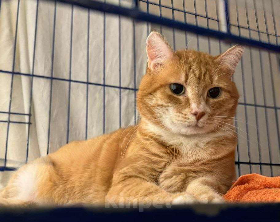 Кошки в Москве: Брутальный рыжий кот в добрые руки Мальчик, Бесплатно - фото 2