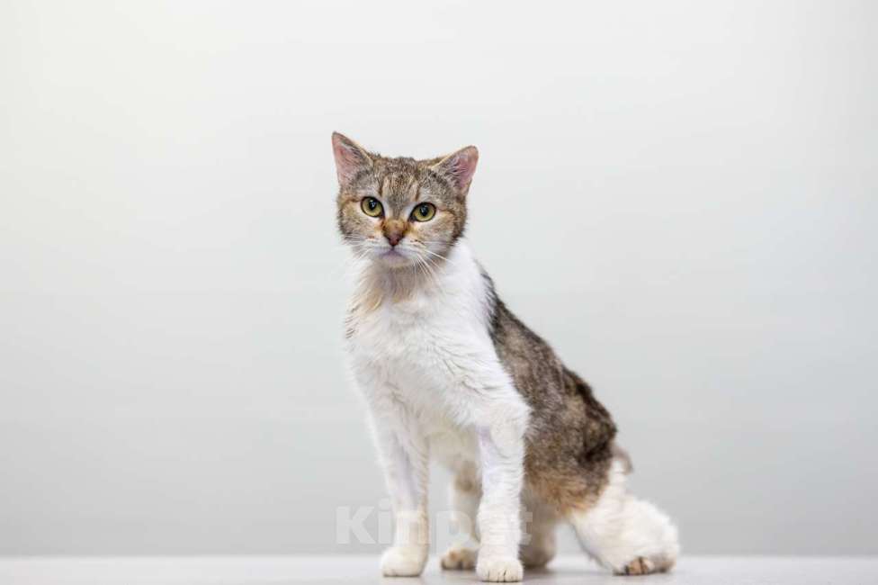 Кошки в Москве: Фрейя Девочка, Бесплатно - фото 2