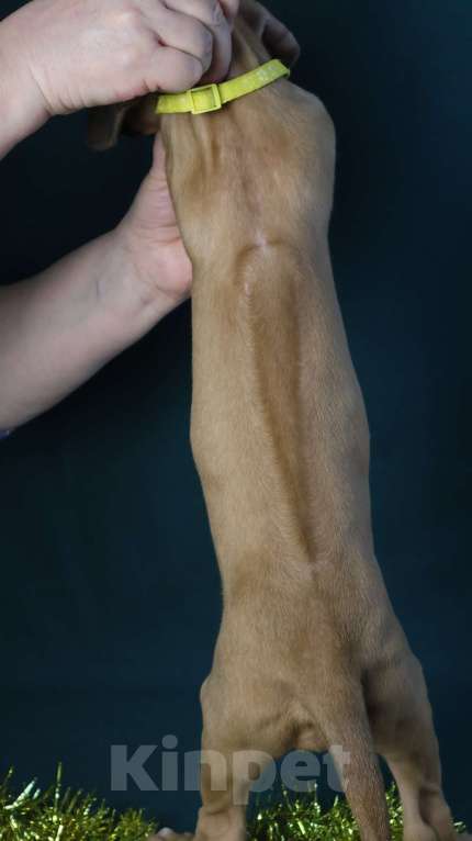 Собаки в Москве: Девочка Родезийского Риджбека  Девочка, 100 000 руб. - фото 2