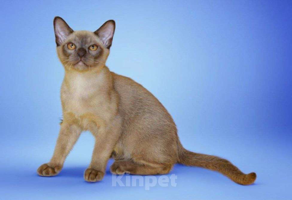 Кошки в Пензе: Бурманские котята Мальчик, 29 999 руб. - фото 2