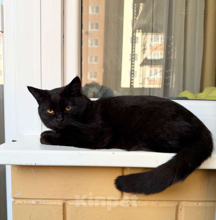 Кошки в Москве: Плюшевая черная кошечка Лилит в добрые руки Девочка, Бесплатно - фото 3