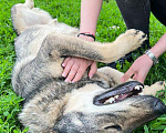 Собаки в Мытищах: Мартин ищет дом Мальчик, Бесплатно - фото 4