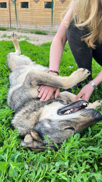 Собаки в Мытищах: Мартин ищет дом Мальчик, Бесплатно - фото 4