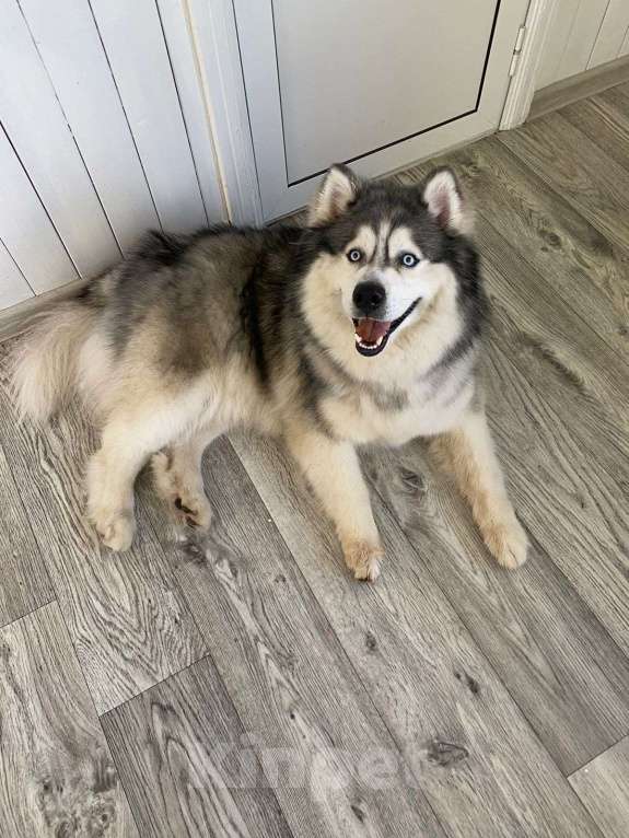 Собаки в Фрязино: Необыкновенный Барни маламут в дар Мальчик, Бесплатно - фото 5