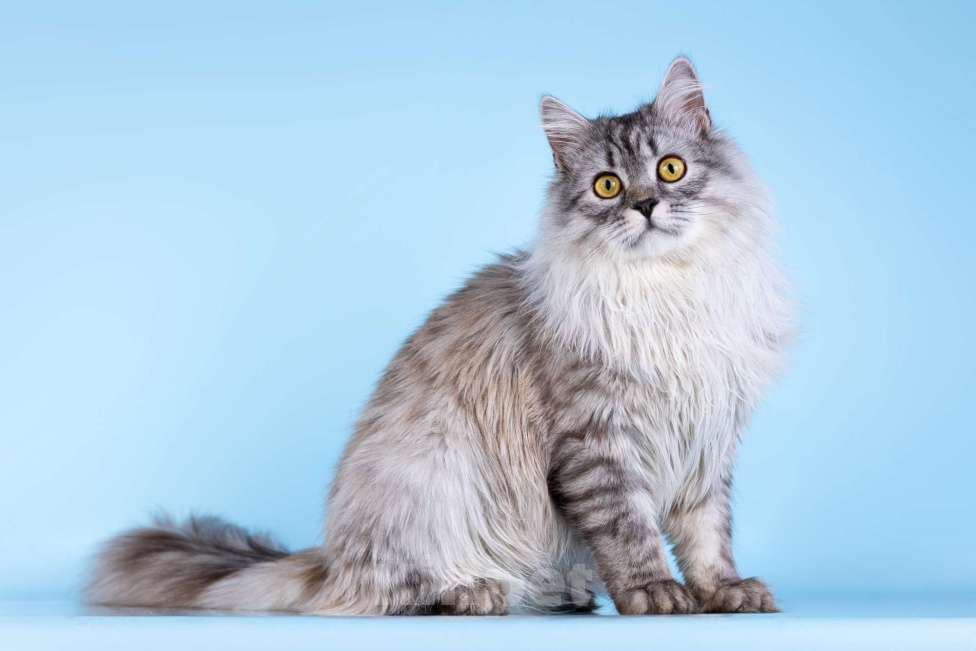 Кошки в Москве: Котенок Барабашка в добрые руки Мальчик, Бесплатно - фото 2