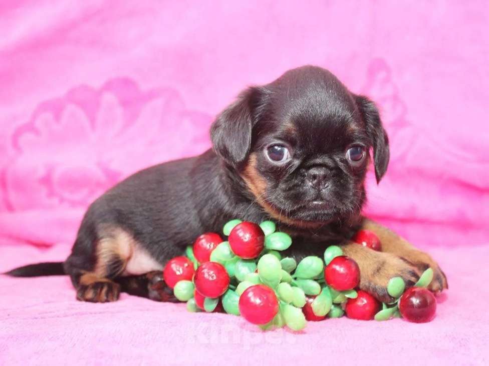 Собаки в Санкт-Петербурге: Шалунья Девочка, 80 000 руб. - фото 10