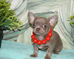 Собаки в Москве: Девочка чихуа Девочка, 35 000 руб. - фото 2
