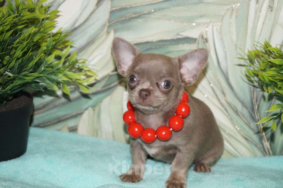 Собаки в Москве: Девочка чихуа Девочка, 35 000 руб. - фото 2