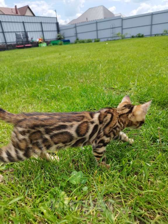 Кошки в Ярославле: Бенгальская девочка  Девочка, 50 000 руб. - фото 3