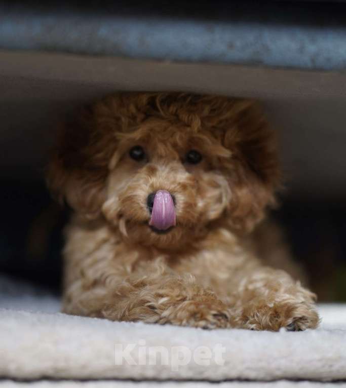 Собаки в Санкт-Петербурге: Щенок той пуделя девочка ищет добрых и любимых хозяев Девочка, Бесплатно - фото 3