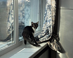 Кошки в Королеве: котенок Пчёлка в добрые руки Девочка, Бесплатно - фото 5