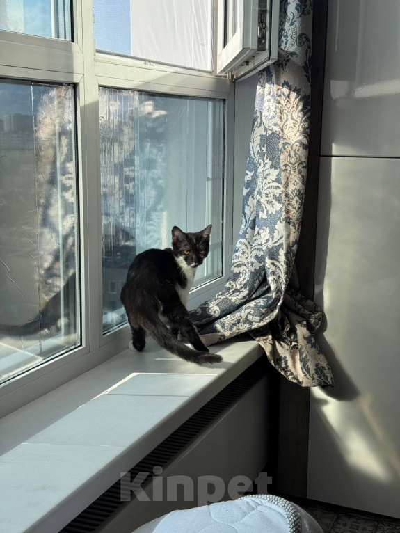 Кошки в Королеве: котенок Пчёлка в добрые руки Девочка, Бесплатно - фото 5