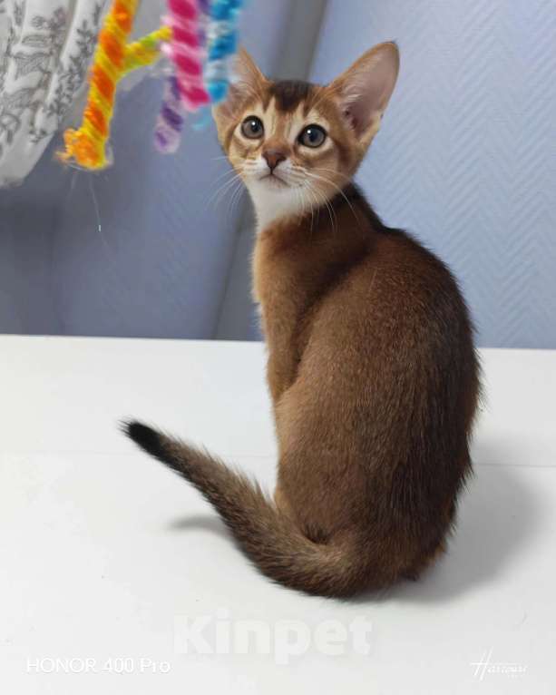 Кошки в Москве: Абиссинские котята  Девочка, 45 000 руб. - фото 1