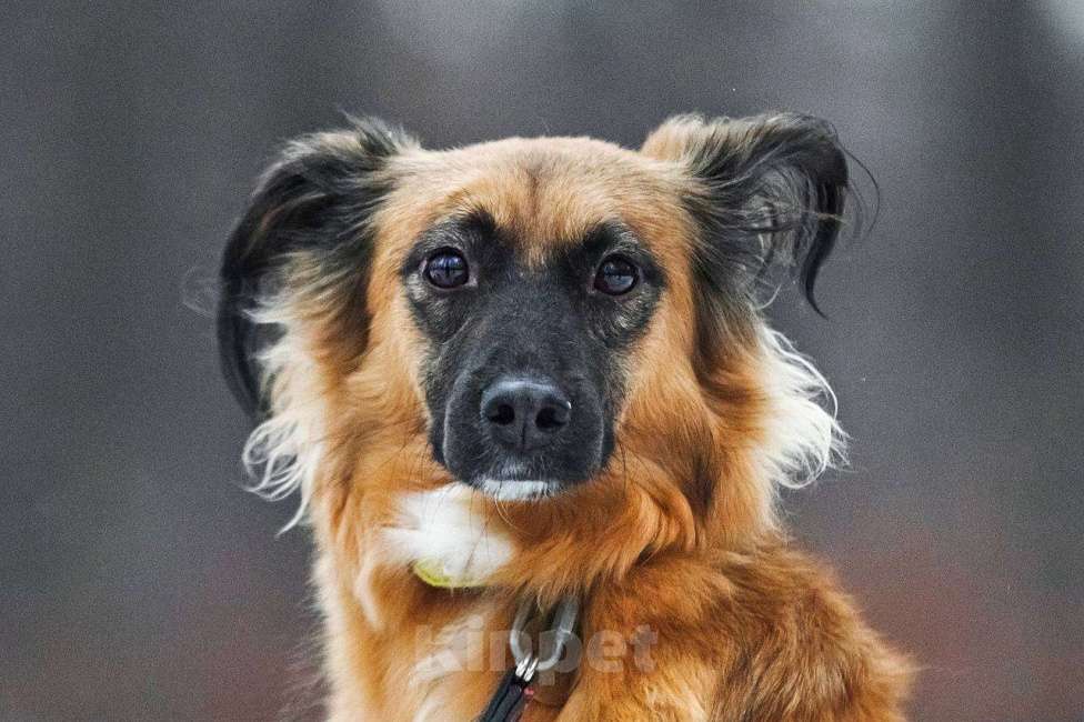 Собаки в Москве: Ни одного звонка не было. Сказочная собака Алиса Девочка, Бесплатно - фото 3