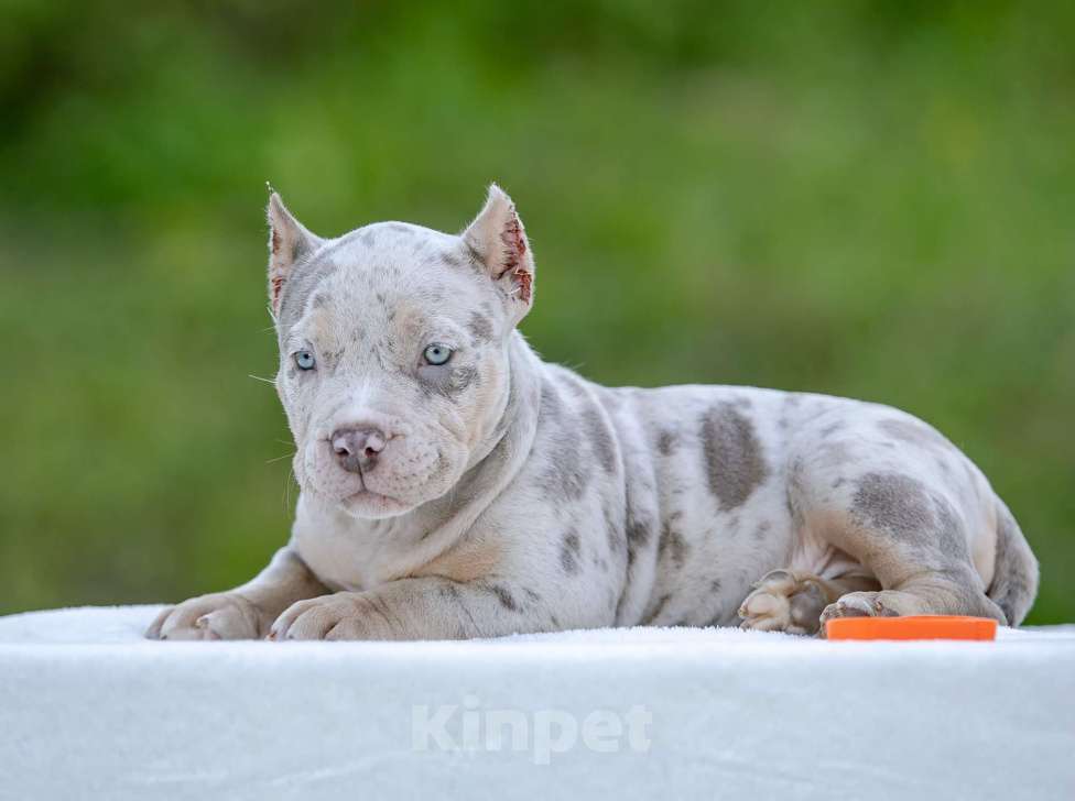 Собаки в Нижнем Новгороде: Девочка в типе покет Девочка, 100 000 руб. - фото 1