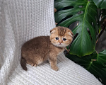 Кошки в других городах Тульской области: Шотландский вислоухий короткошёрстный котёнок Девочка, 15 000 руб. - фото 4