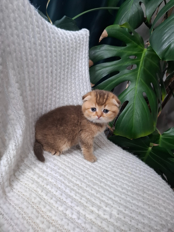 Кошки в других городах Тульской области: Шотландский вислоухий короткошёрстный котёнок Девочка, 15 000 руб. - фото 4