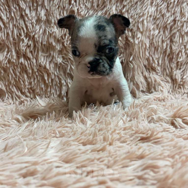 Собаки в Туле: Французский бульдог Мальчик, 25 000 руб. - фото 3