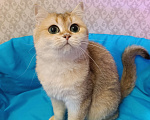 Кошки в Санкт-Петербурге: Золотая кошечка Девочка, 1 000 руб. - фото 4