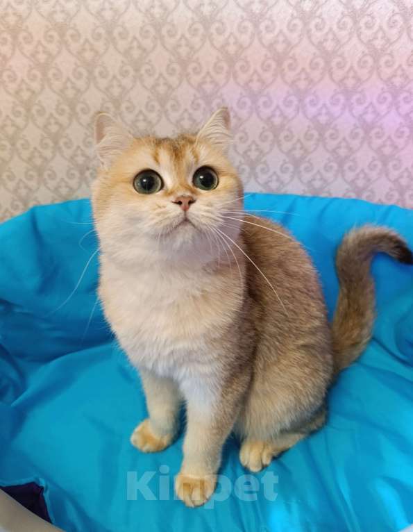 Кошки в Санкт-Петербурге: Золотая кошечка Девочка, 1 000 руб. - фото 4