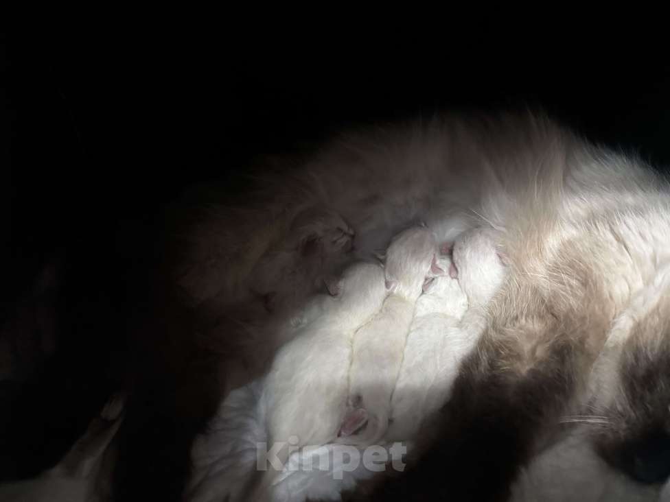 Кошки в Москве: Невские маскарадные котята  Девочка, 25 000 руб. - фото 1