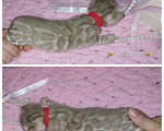 Кошки в Самаре: Бенгальские чистокровные котята  Мальчик, 20 000 руб. - фото 6