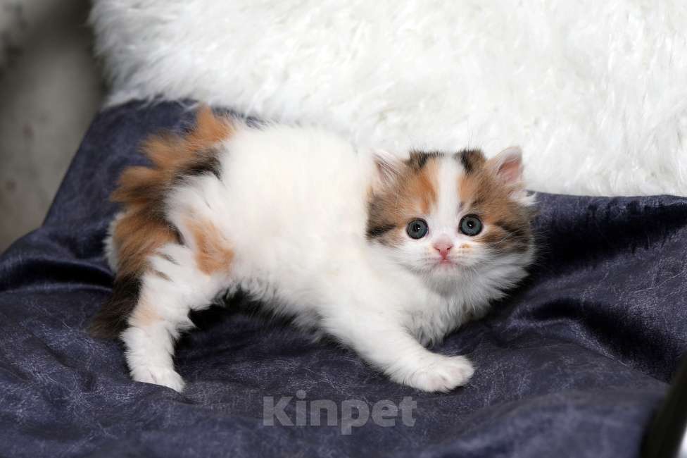 Кошки в Москве: Чудесная шотландская черепашка Девочка, 25 000 руб. - фото 6