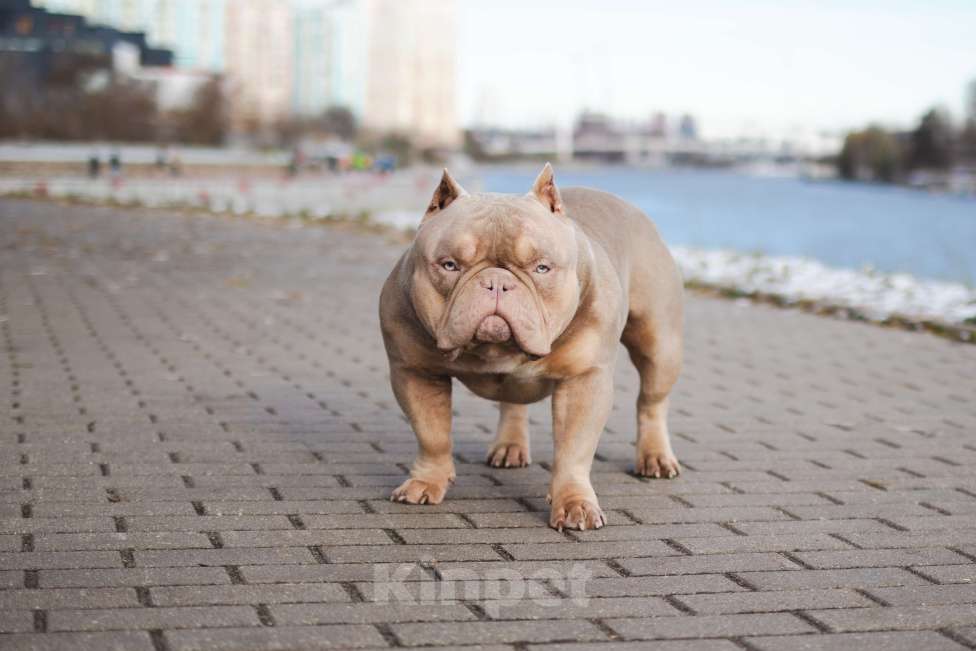 Собаки в Красногорске: премиум американский булли для вязки Мальчик, 90 000 руб. - фото 5