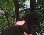 Кошки в Краснодаре: Котята пушистые, чисто-черные, примерно 2 недели  возраст Разнополые, Бесплатно - фото 4