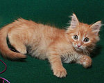 Кошки в Калуге: Румяный рыжий Рыжик. Котенок 2 мес в добрые руки. Мальчик, Бесплатно - фото 2