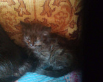 Кошки в Красноярске: Отдам котят, 1 руб. - фото 10