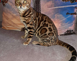 Кошки в Лебедяни: Бенгальский кот на вязку., 1 руб. - фото 1