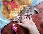 Кошки в Липецке: Отдам котят в добрые заботливые руки Мальчик, Бесплатно - фото 7