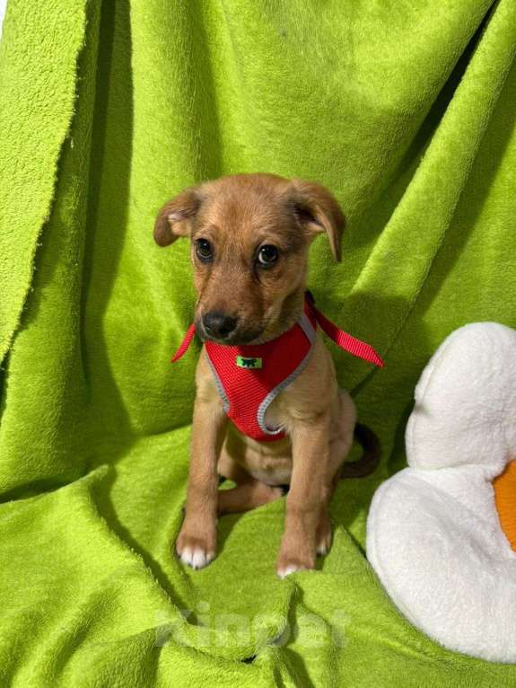 Собаки в Химках: Девочка  Девочка, Бесплатно - фото 2