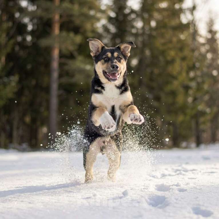 Собаки в Москве: щенок Ника в добрые руки Девочка, Бесплатно - фото 10