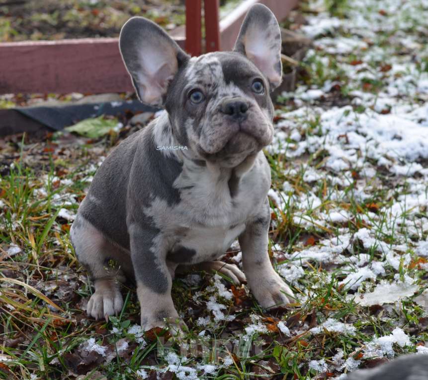 Собаки в Москве: щенок Мальчик, 70 000 руб. - фото 2