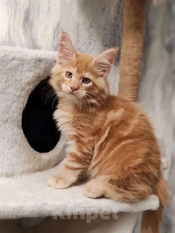 Кошки в Череповце: Котята Мейн Кун Мальчик, Бесплатно - фото 2