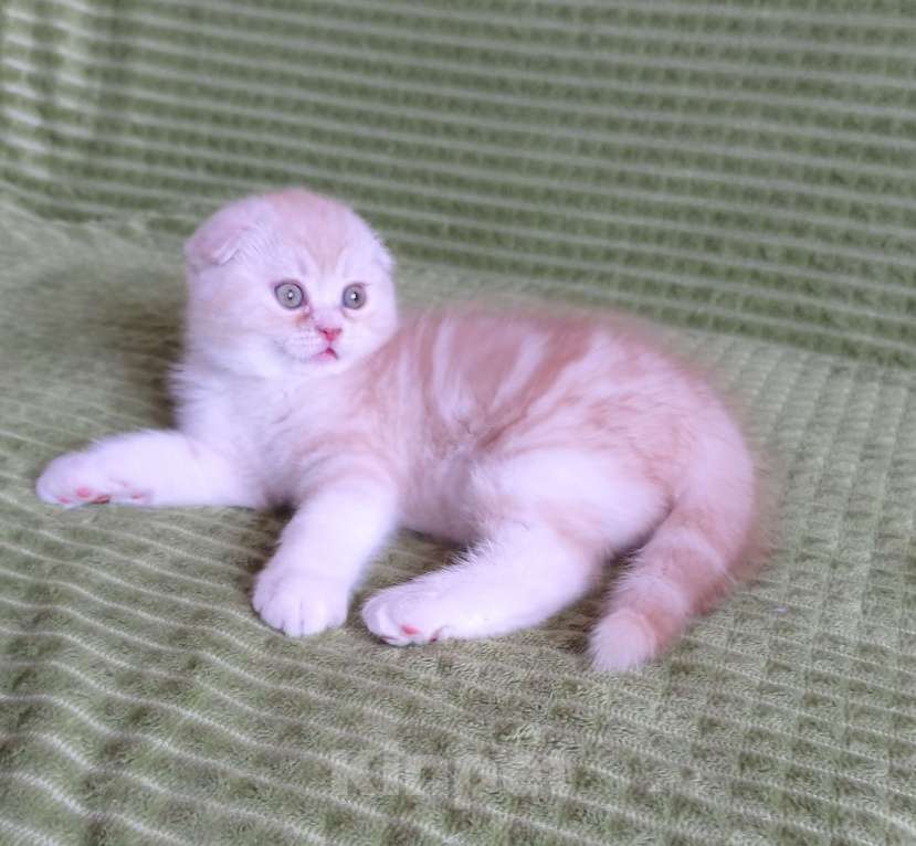 Кошки в Нижнем Новгороде: Шотландский малыш Мальчик, 30 000 руб. - фото 1