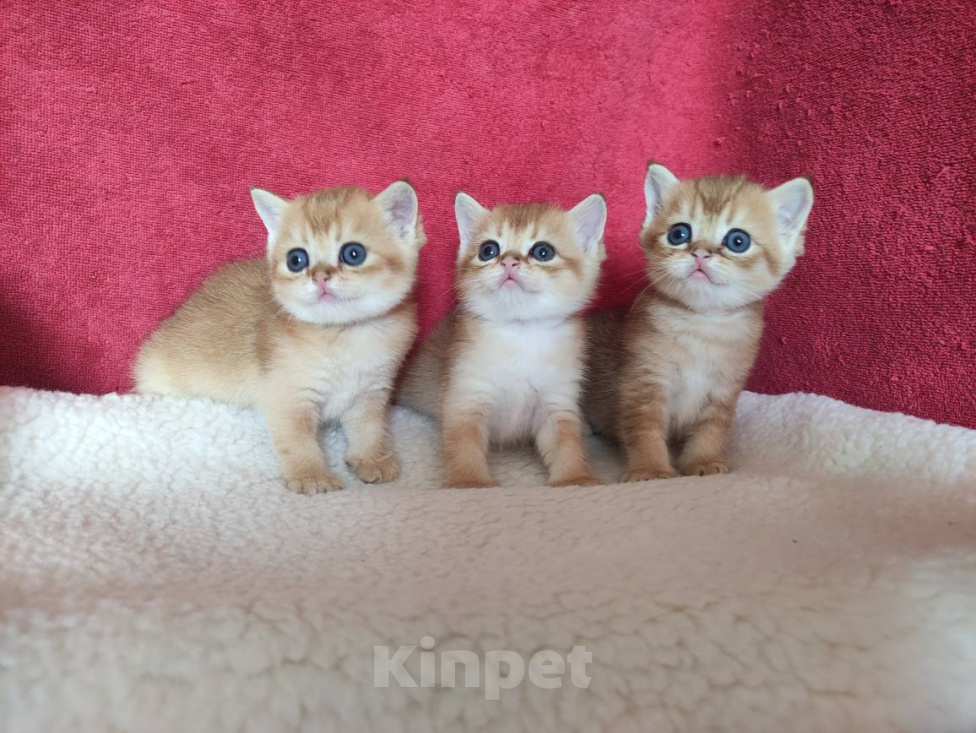 Кошки в Казани: Золотые котики страйтики Мальчик, 30 000 руб. - фото 1