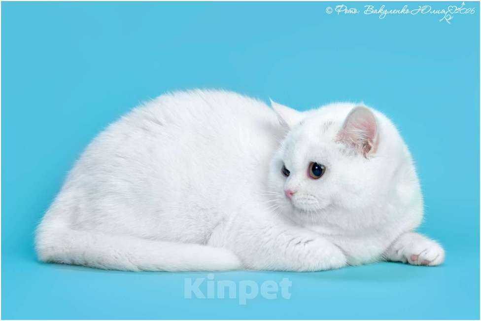 Кошки в Геленджике: Белая шотландская прмоухая кошка  Девочка, 120 000 руб. - фото 1