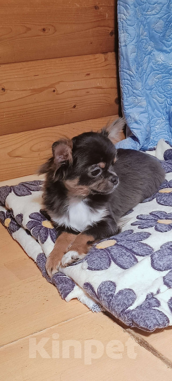 Собаки в Москве: Курносенький малыш Мальчик, 20 000 руб. - фото 4