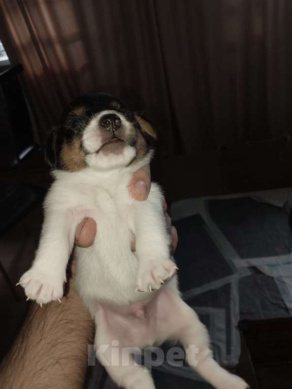 Собаки в других городах Красноярского края: Девочка Девочка, 15 000 руб. - фото 2