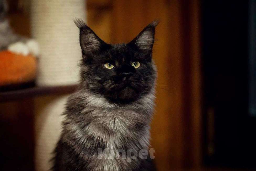 Кошки в Москве: Мейн-кун котенок черный дым Мальчик, 90 000 руб. - фото 3