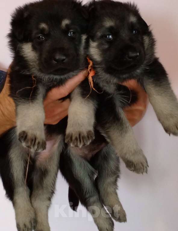 Собаки в Зее: Щенки восточноевропейской овчарки, овчарки, ВЕО Мальчик, Бесплатно - фото 5