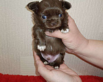 Собаки в Санкт-Петербурге: Шоколадный мальчик  Мальчик, 70 000 руб. - фото 2