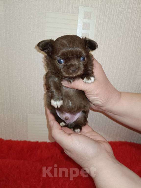 Собаки в Санкт-Петербурге: Шоколадный мальчик  Мальчик, 70 000 руб. - фото 2