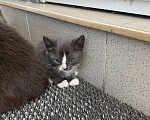 Кошки в Москве: Котенок мальчик Мальчик, Бесплатно - фото 2