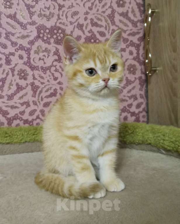 Кошки в Москве: Шотландская Прямоухая Девочка  Девочка, 16 000 руб. - фото 2